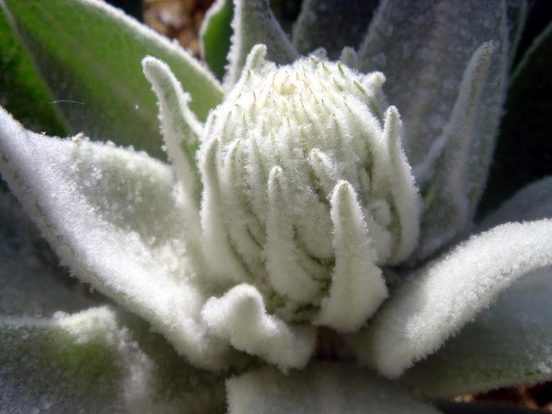 Verbascum bombyciferum (white felted mullein) (alternate view 9)