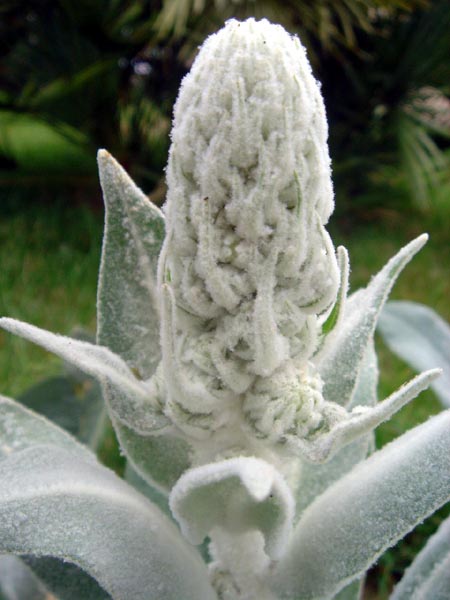 Verbascum bombyciferum (white felted mullein) (alternate view 10)