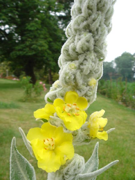 Verbascum bombyciferum (white felted mullein) (alternate view 11)
