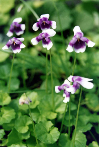 Viola banksii (Banks' Violet) (alternate view 6)