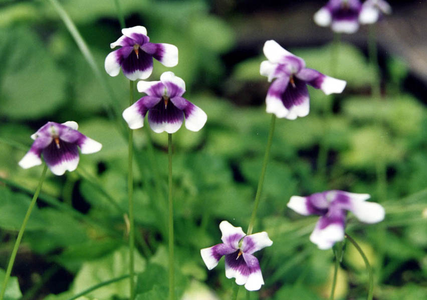 Viola banksii (Banks' Violet) (alternate view 7)