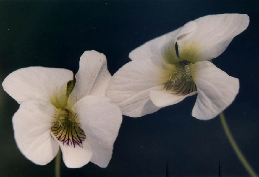 Viola cucullata (marsh blue violet) (alternate view 7)