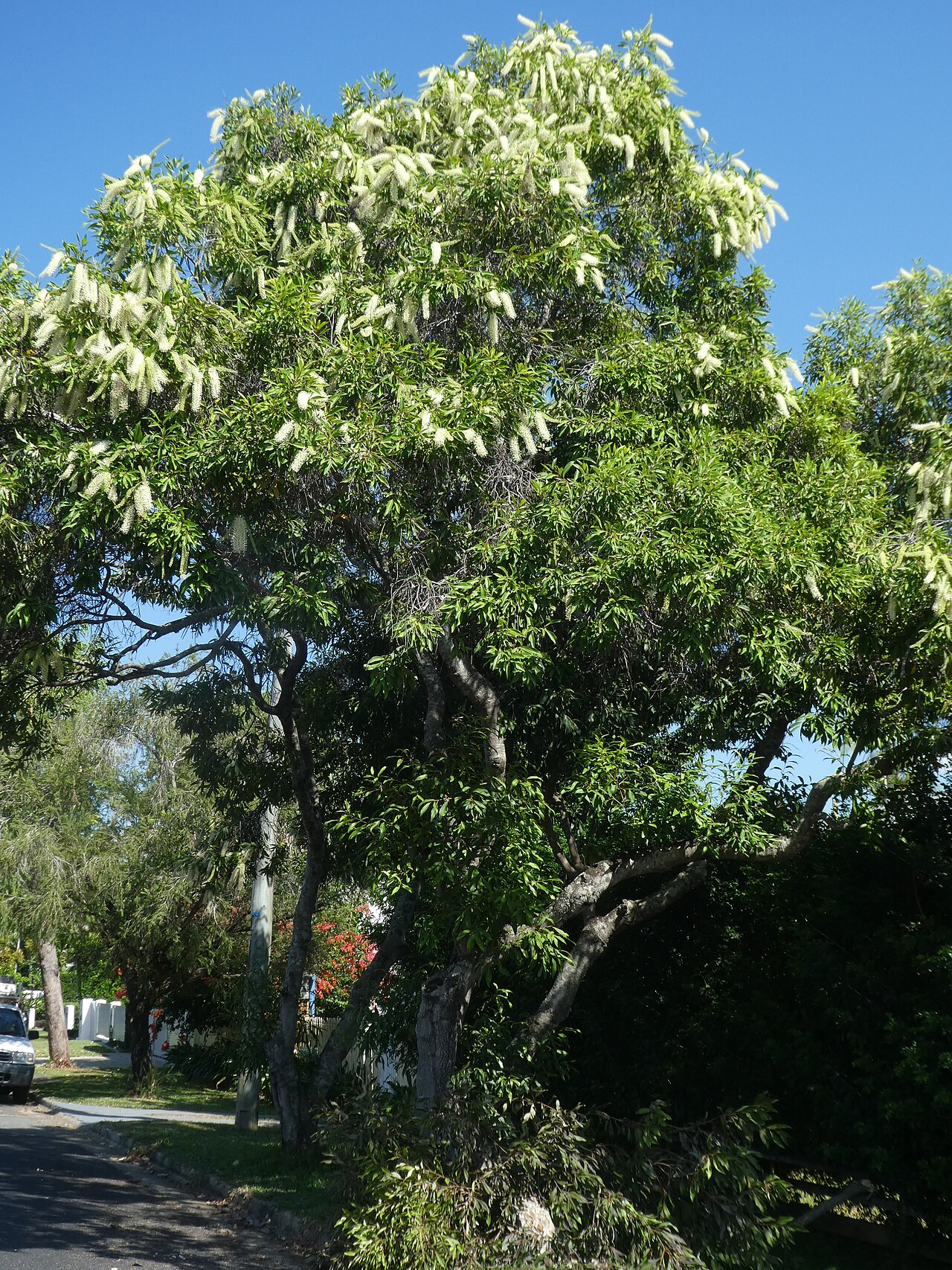 Buckinghamia celsissima, Ivory curl tree — upright evergreen (Proteaceae) (image 8 of 10)