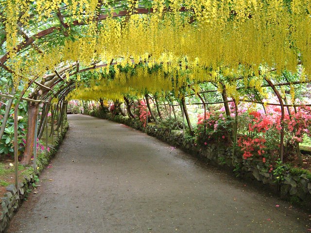 Laburnum (Laburnums)