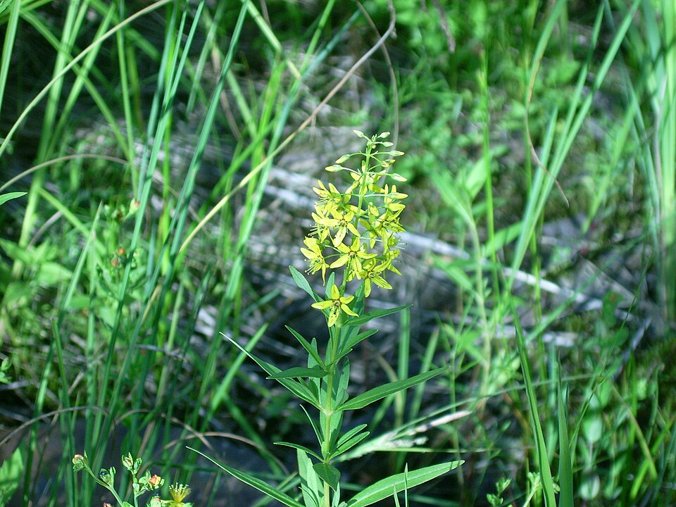 Lysimachia terrestris (swamp candles) (alternate view 8)