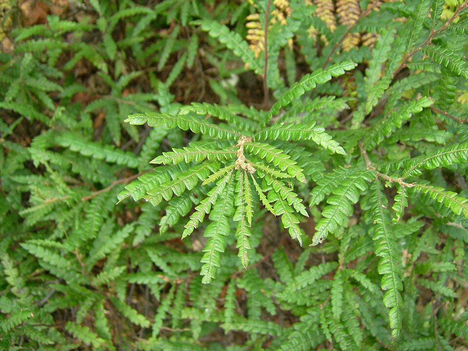 Comptonia peregrina (Sweet Fern) (alternate view 10)