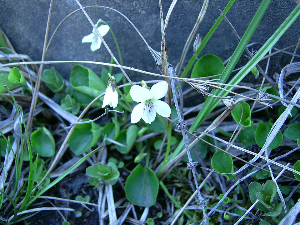 Viola blanda (sweet white violet) (alternate view 6)