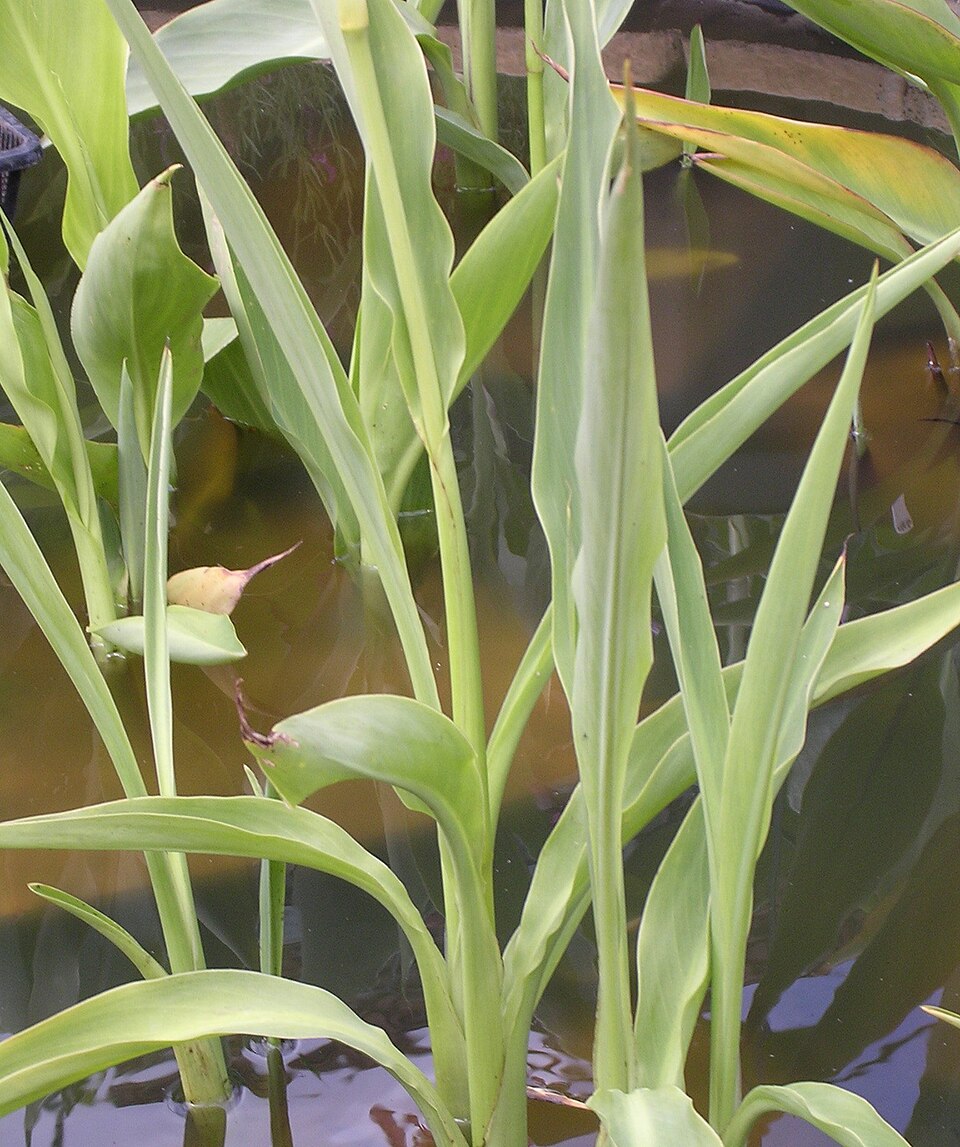 Canna glauca (Water Canna) (alternate view 10)