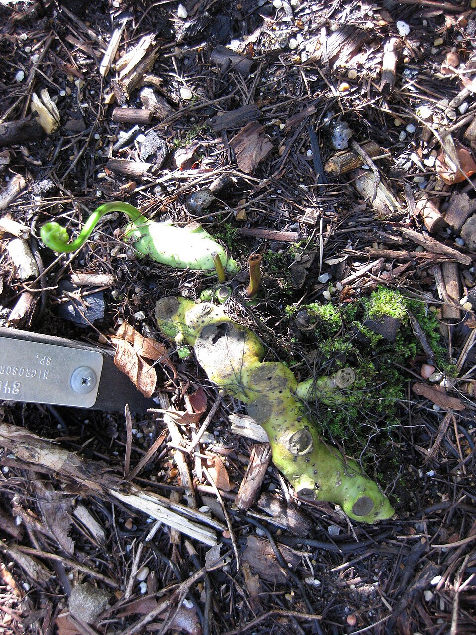 Microsorum (alternate view 2)