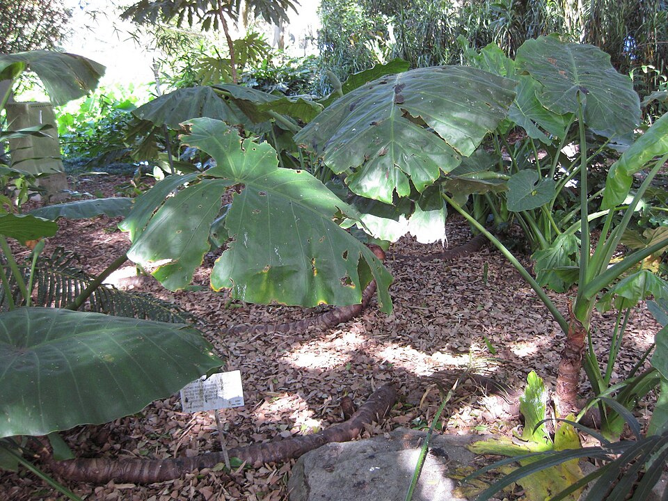 Alocasia odora (Upright Elephant Ear) (alternate view 5)