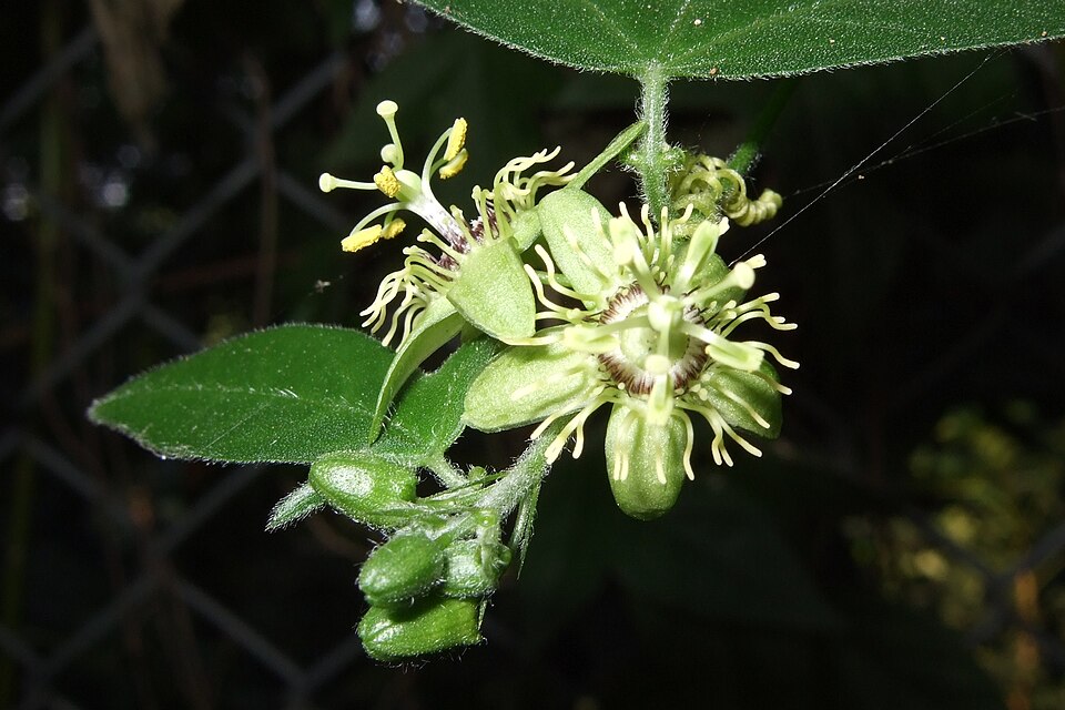 Passiflora suberosa (corkystem passionflower) (alternate view 6)