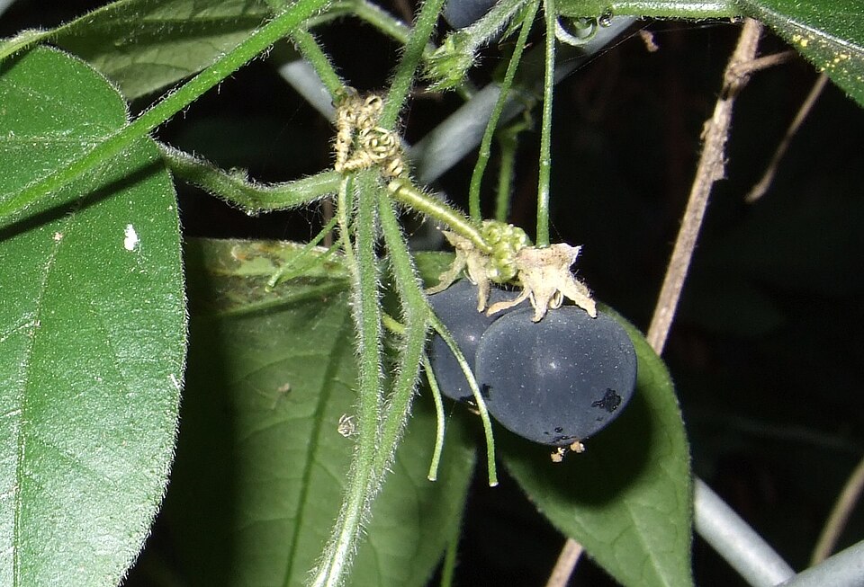 Passiflora suberosa (corkystem passionflower) (alternate view 7)
