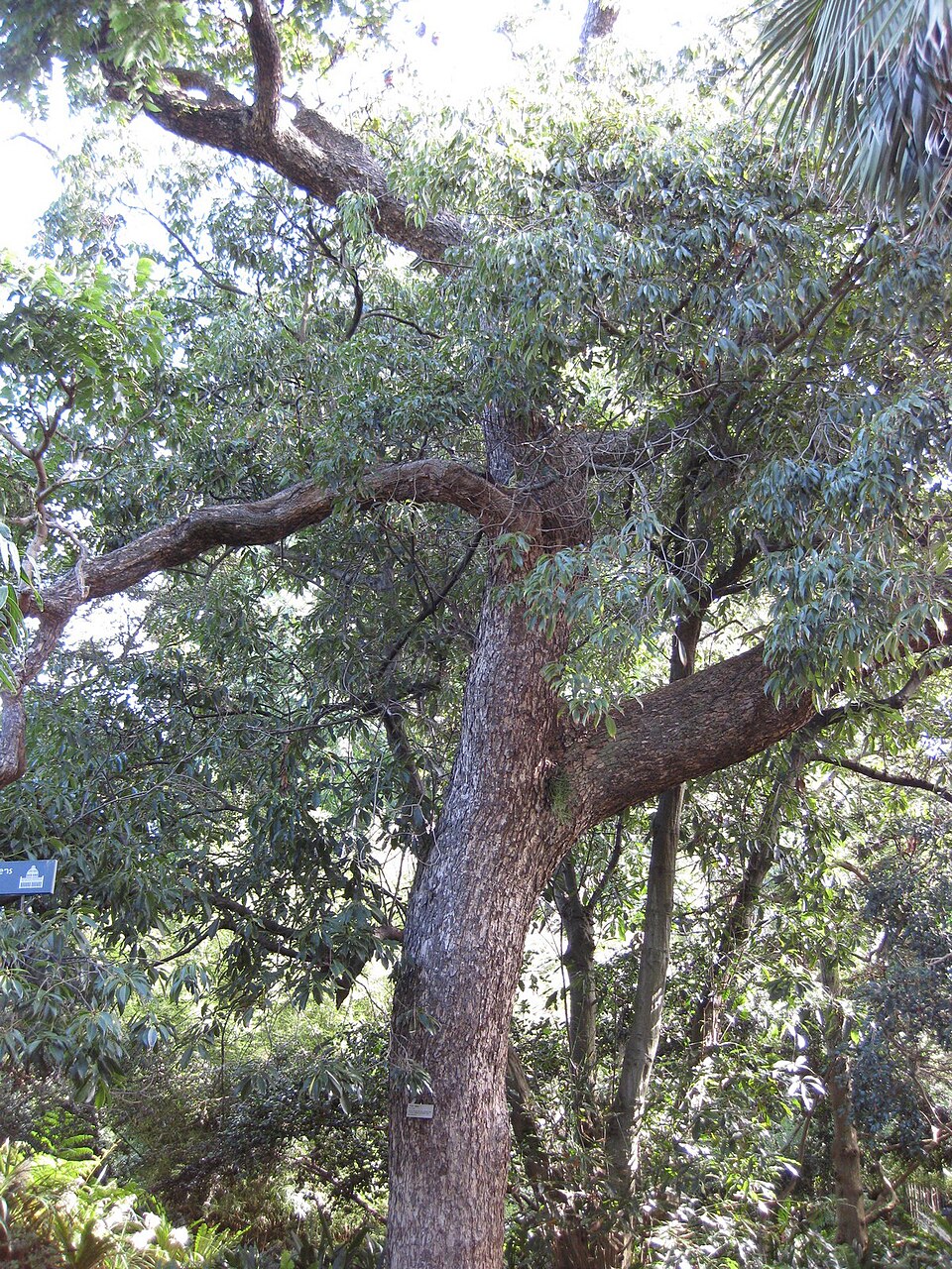 Toona ciliata (Australian Red Cedar) (alternate view 5)