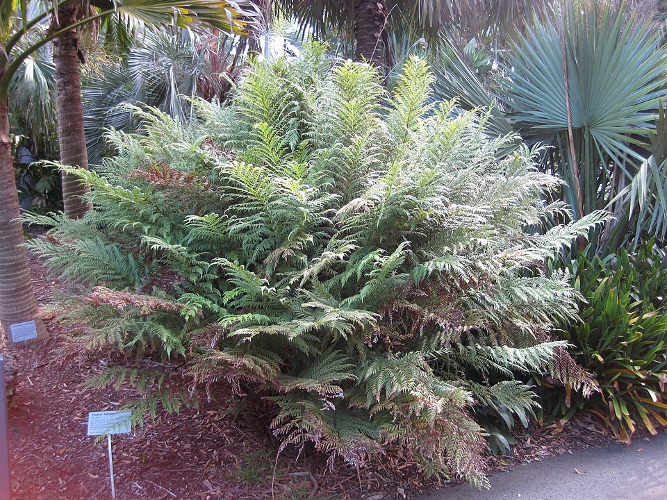 Todea barbara (king fern) (alternate view 2)