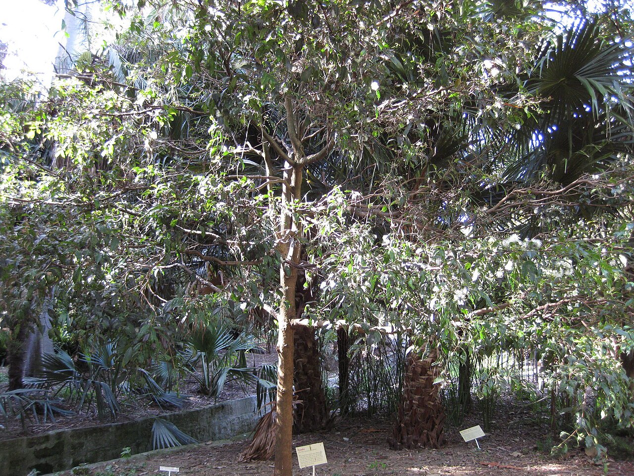 Syzygium paniculatum, Magenta lilly pilly — upright evergreen (Myrtaceae) (image 3 of 7)