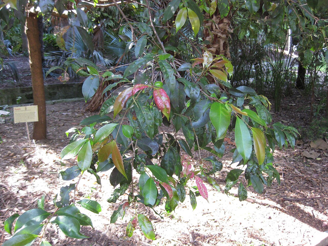 Syzygium paniculatum, Magenta lilly pilly — upright evergreen (Myrtaceae) (image 4 of 7)