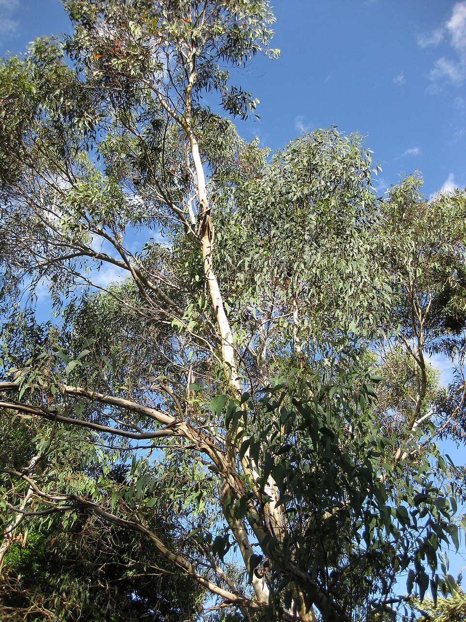 Eucalyptus racemosa (Northern Scribbly Gum) (alternate view 9)