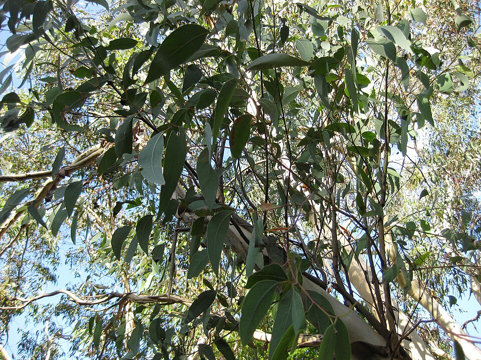 Eucalyptus racemosa (Northern Scribbly Gum) (alternate view 10)