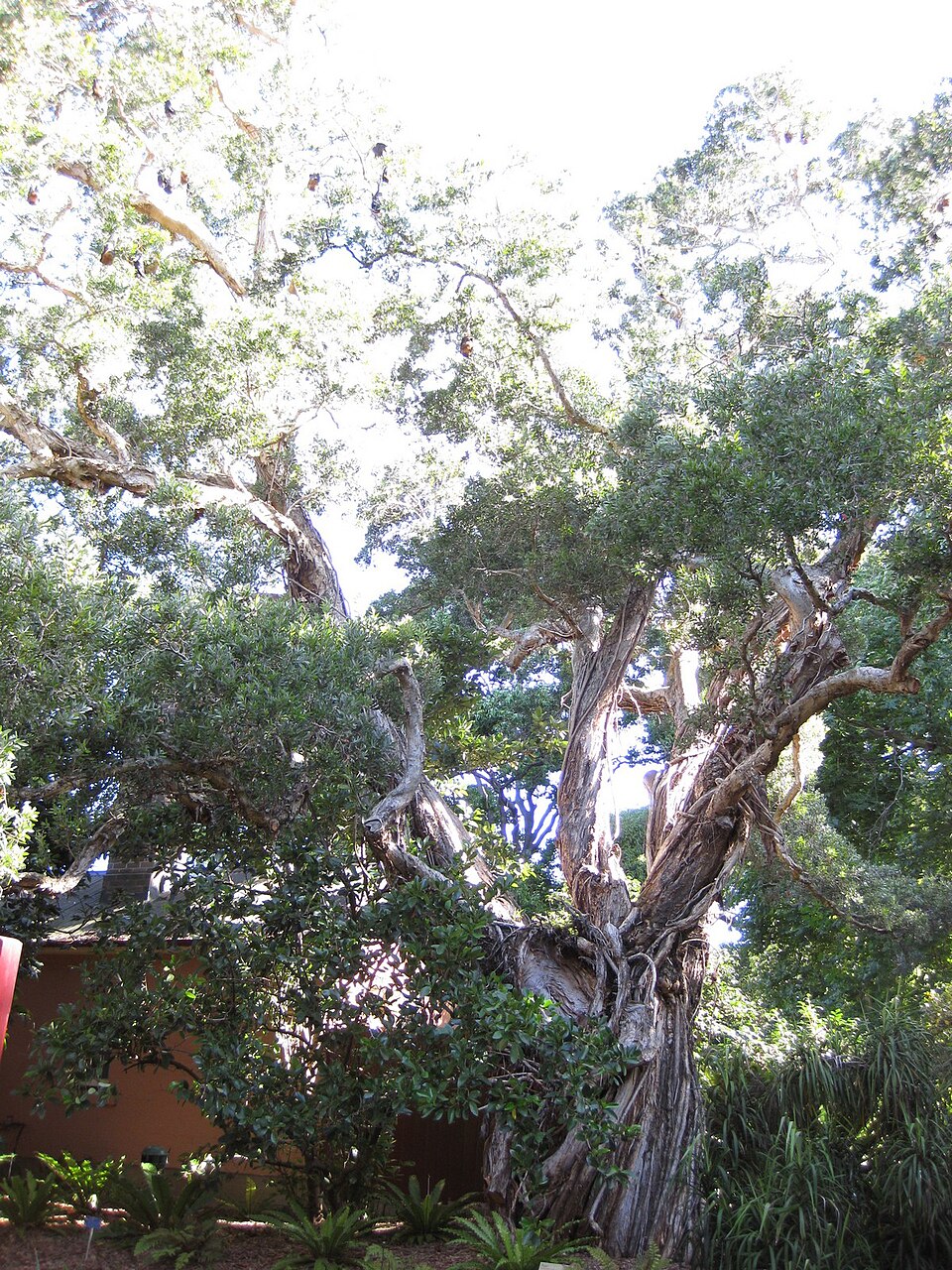 Melaleuca quinquenervia (Broad-leaved paperbark) (alternate view 2)