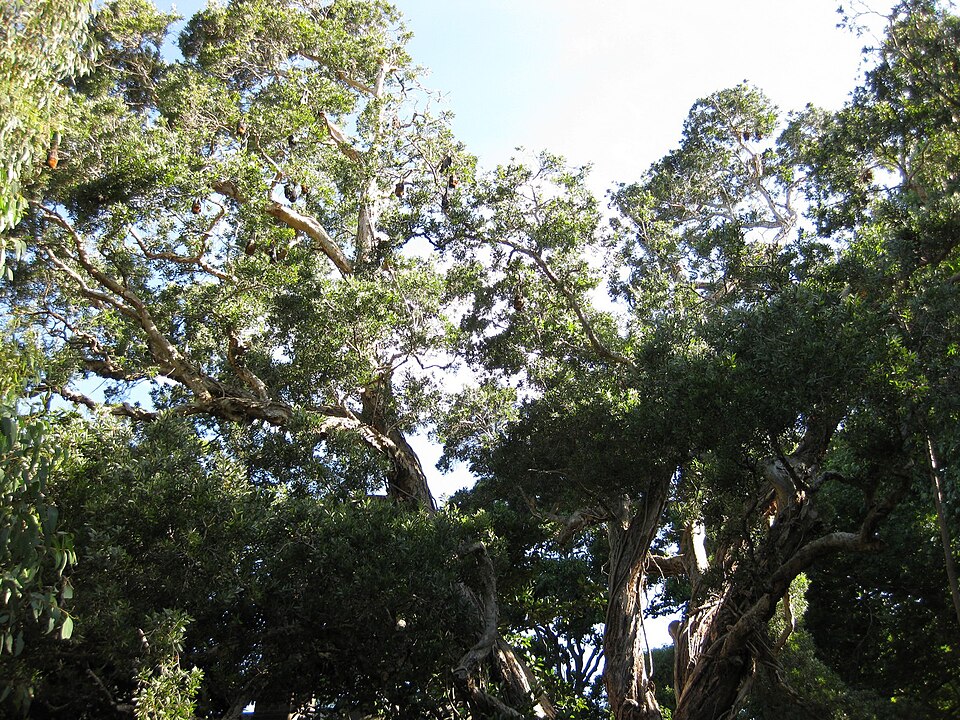 Melaleuca quinquenervia (Broad-leaved paperbark) (alternate view 3)