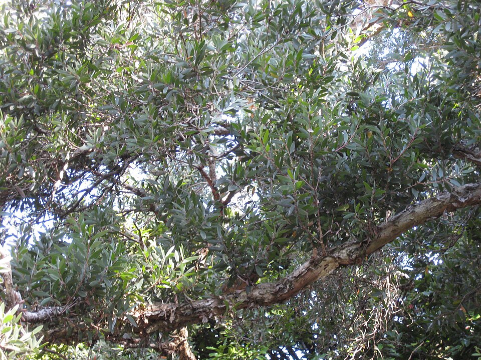 Melaleuca quinquenervia (Broad-leaved paperbark) (alternate view 4)