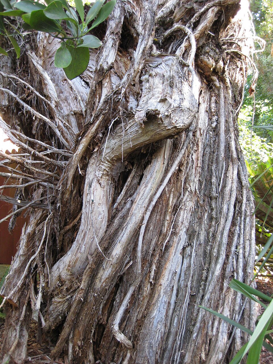 Melaleuca quinquenervia (Broad-leaved paperbark) (alternate view 5)