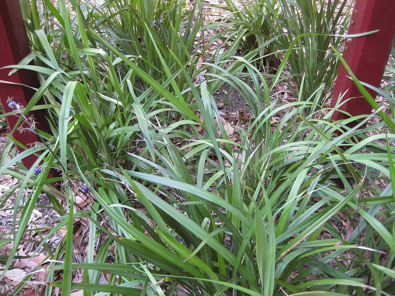 Dianella caerulea, Blue flax-lily — clumping evergreen (Asphodelaceae) (image 4 of 9)