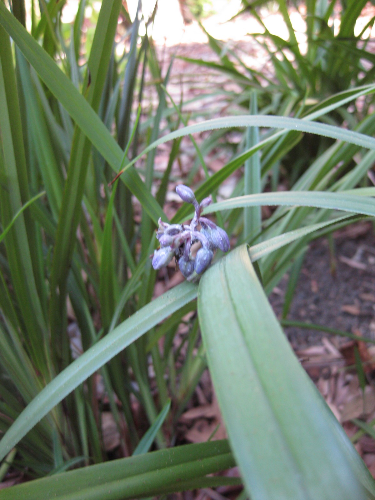 Dianella caerulea, Blue flax-lily — clumping evergreen (Asphodelaceae) (image 5 of 9)