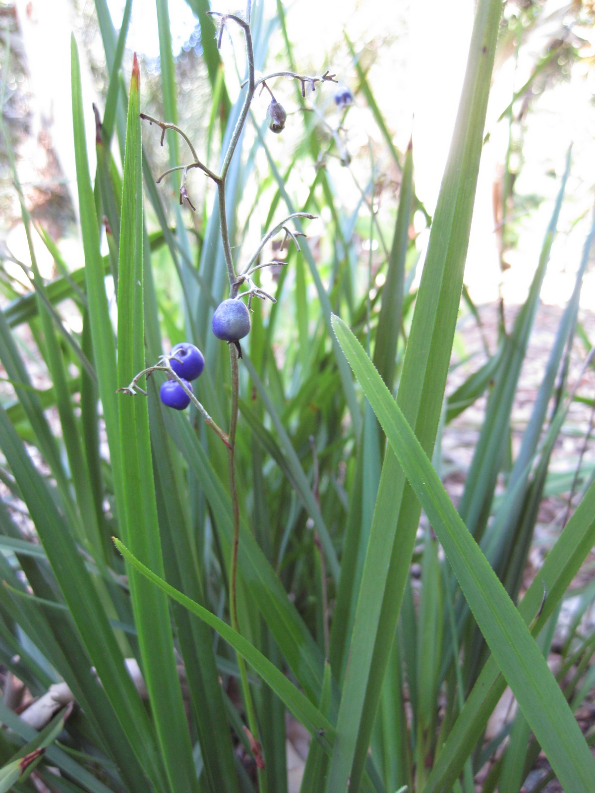 Dianella caerulea, Blue flax-lily — clumping evergreen (Asphodelaceae) (image 6 of 9)
