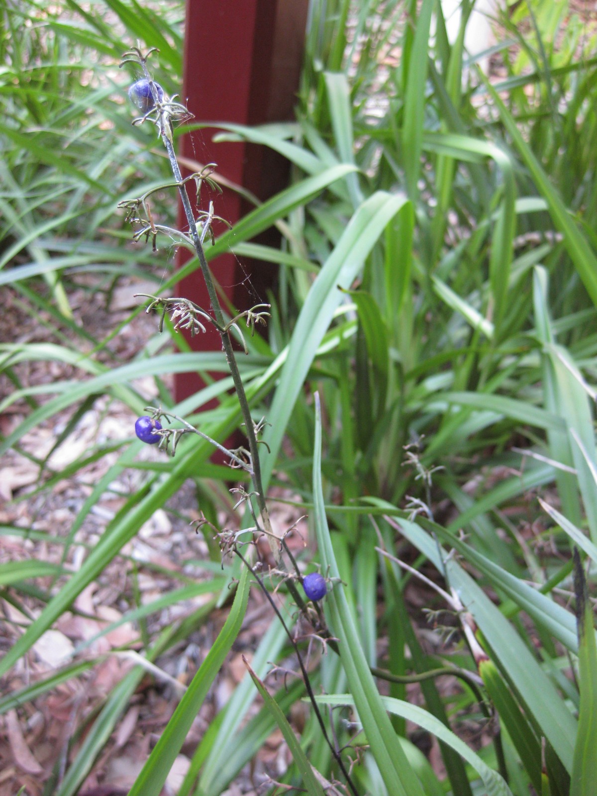 Dianella caerulea, Blue flax-lily — clumping evergreen (Asphodelaceae) (image 7 of 9)