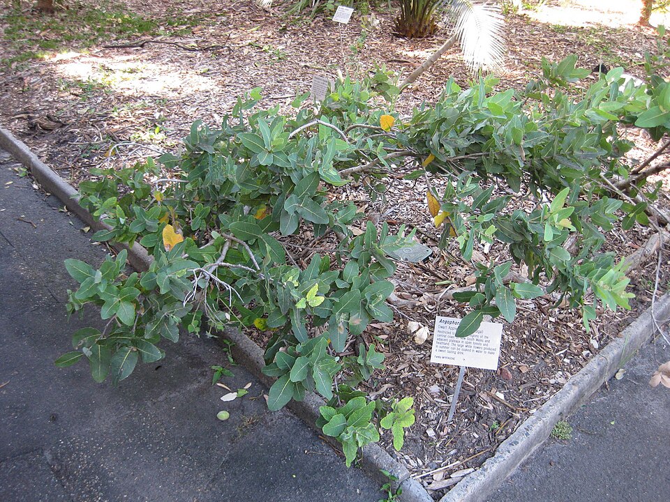 Angophora hispida (Dwarf apple) (alternate view 6)