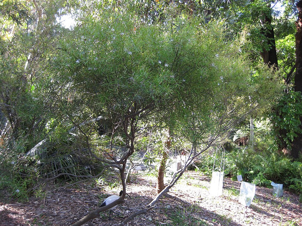Grevillea linearifolia (White Spider Flower) (alternate view 7)