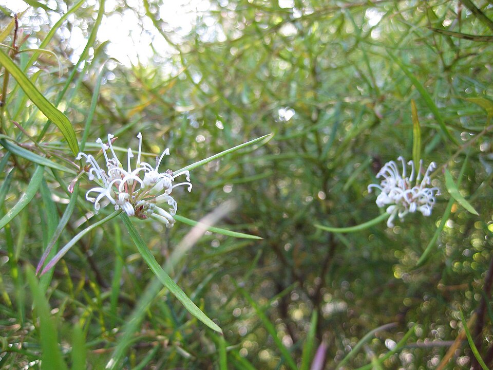 Grevillea linearifolia (White Spider Flower) (alternate view 8)