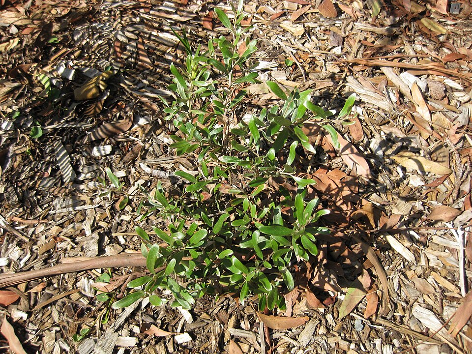 Grevillea speciosa (Red Spider Flower) (alternate view 7)