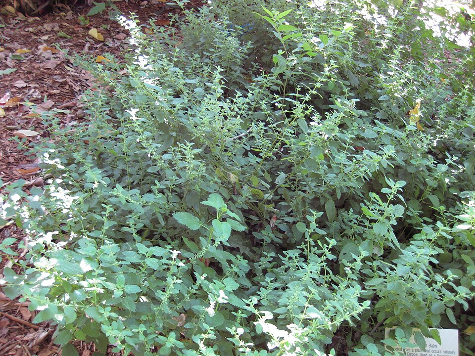 Melissa officinalis (Lemon Balm) (alternate view 8)