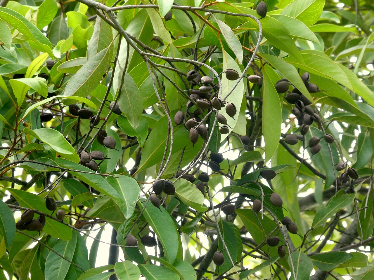 Buckinghamia celsissima, Ivory curl tree — upright evergreen (Proteaceae) (image 9 of 10)