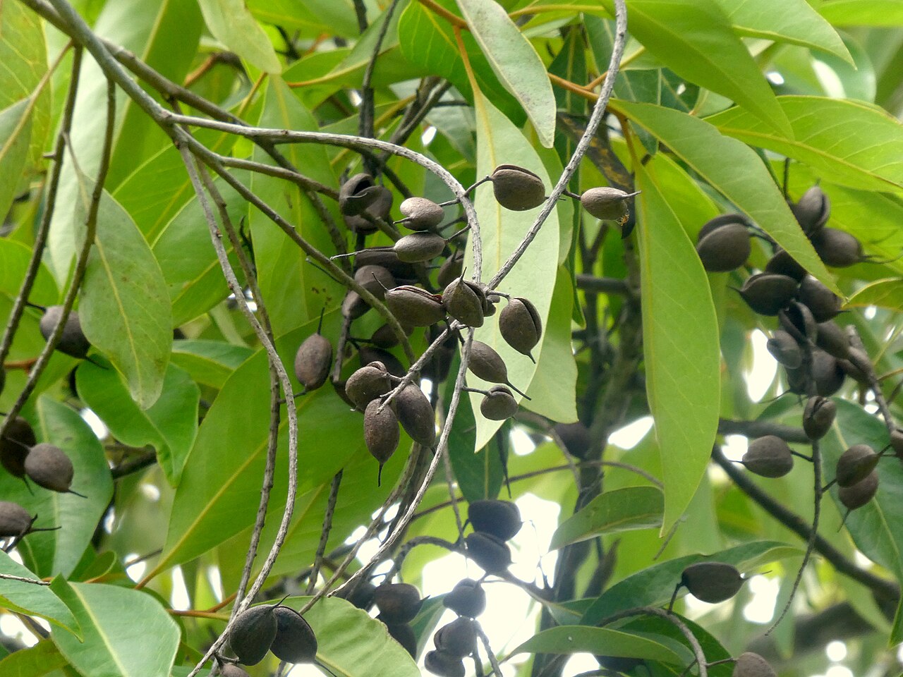 Buckinghamia celsissima, Ivory curl tree — upright evergreen (Proteaceae) (image 10 of 10)