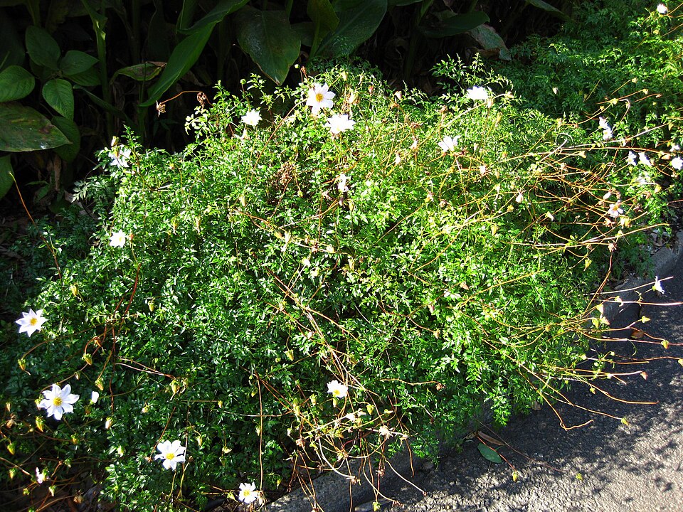 Dahlia merckii (Bedding Dahlia) (alternate view 7)