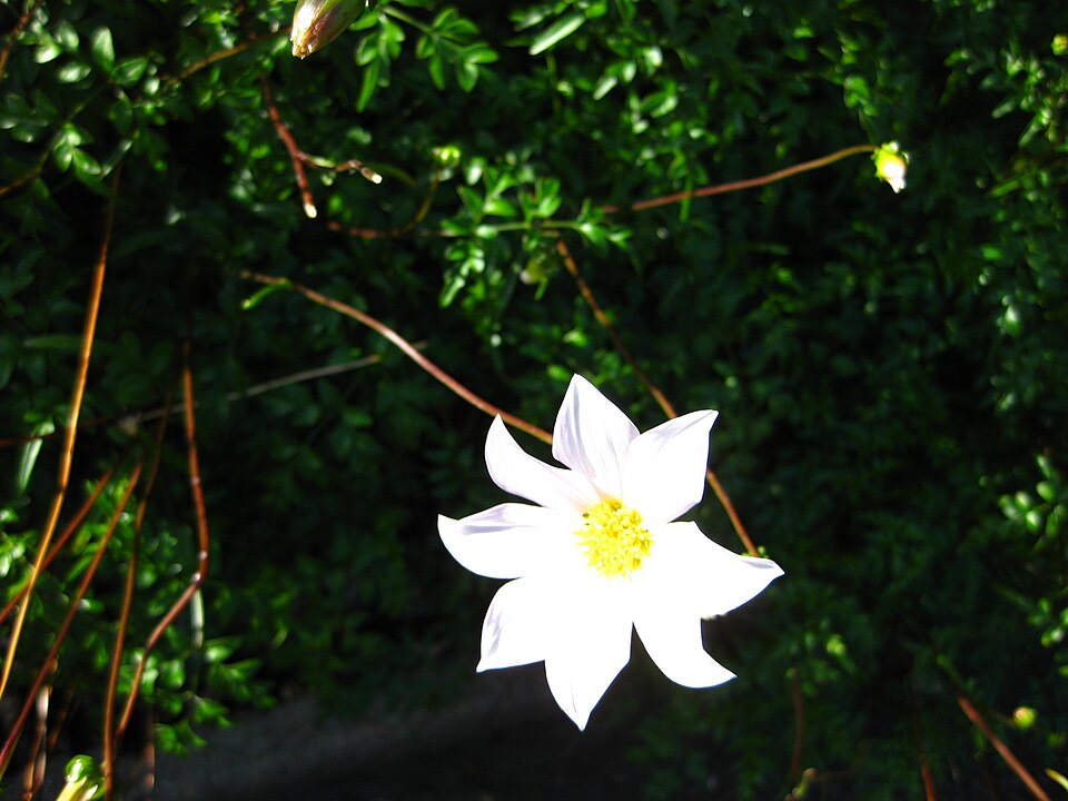 Dahlia merckii (Bedding Dahlia) (alternate view 9)