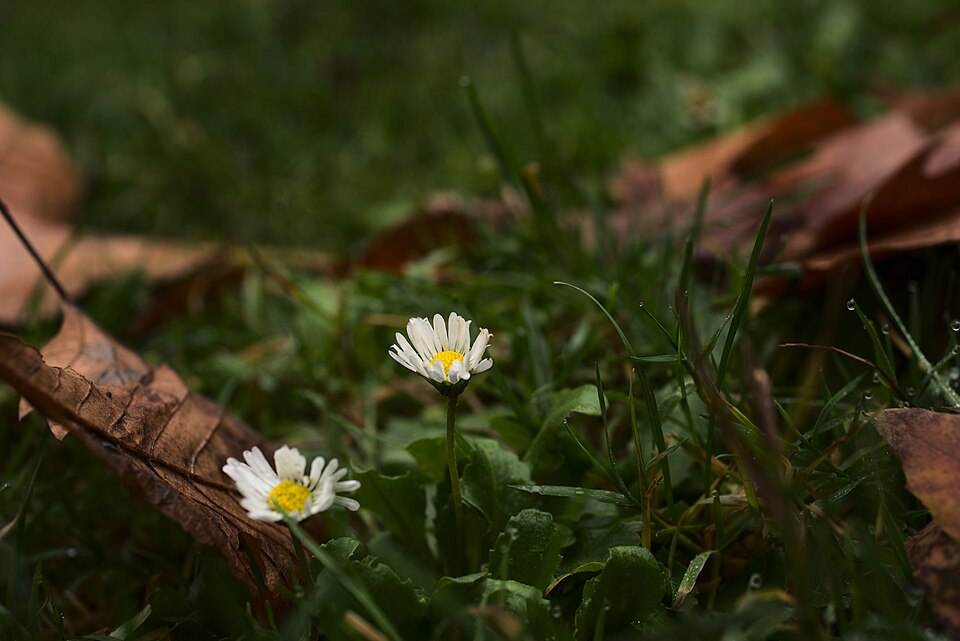Bellis (alternate view 5)