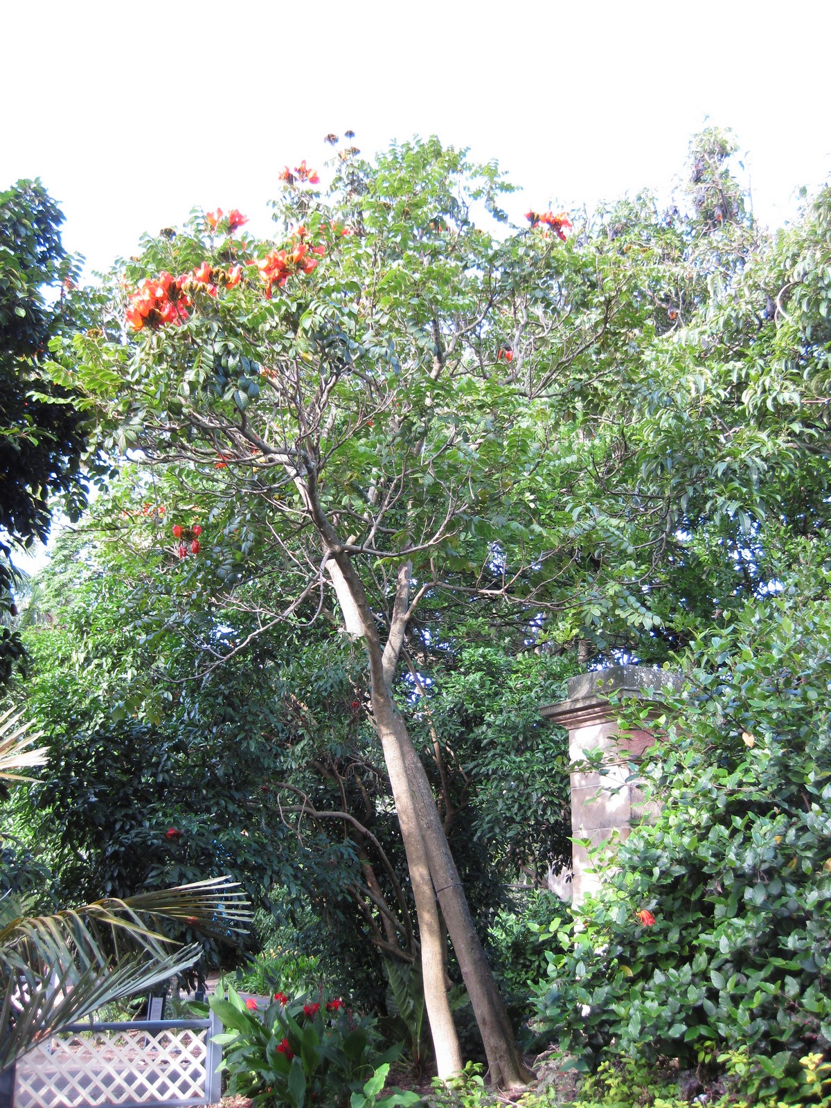 Spathodea campanulata, African tulip tree — upright semi-evergreen (Bignoniaceae) (image 3 of 9)