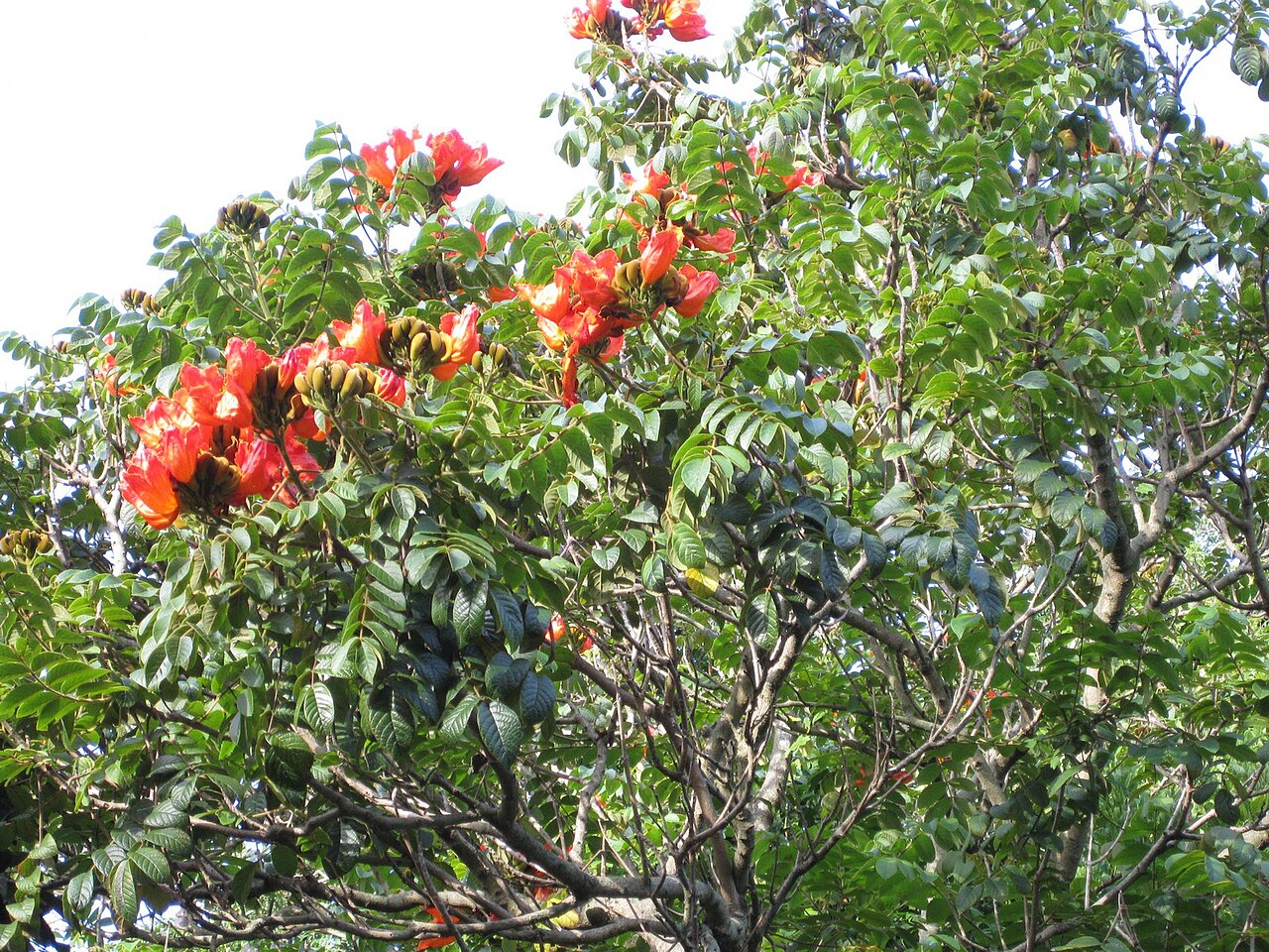 Spathodea campanulata, African tulip tree — upright semi-evergreen (Bignoniaceae) (image 4 of 9)
