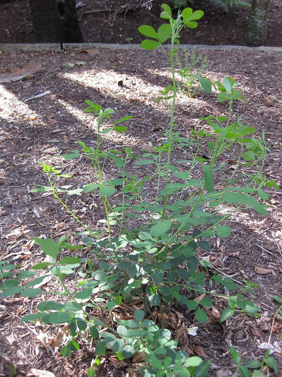 Goodia lotifolia (Clover-leaved Poison) (alternate view 2)