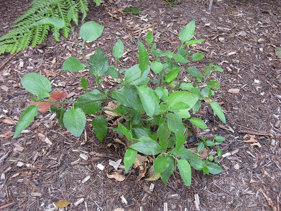 Goodenia ovata (hop goodenia) (alternate view 2)
