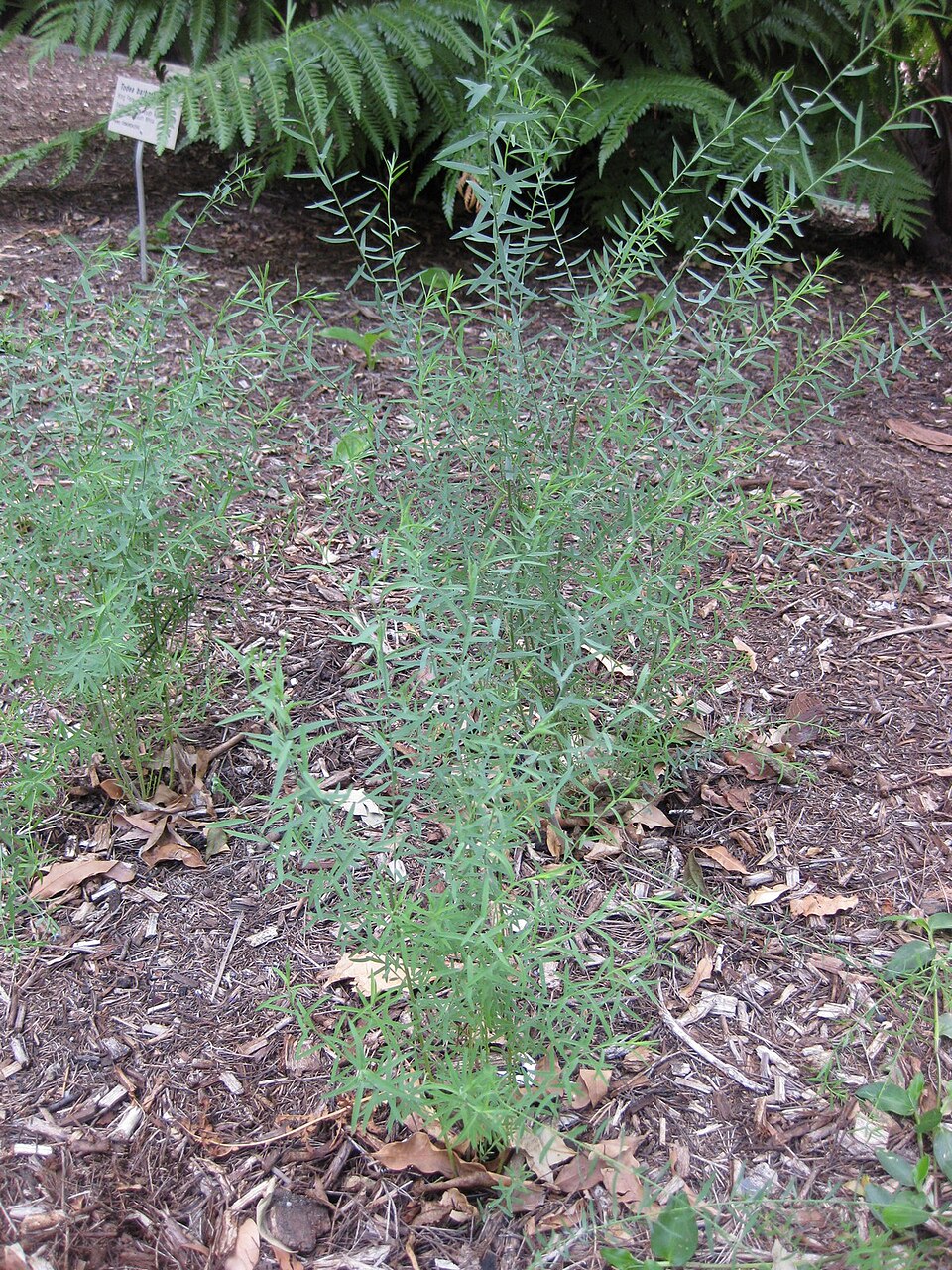 Linum marginale (Australian Flax) (alternate view 6)
