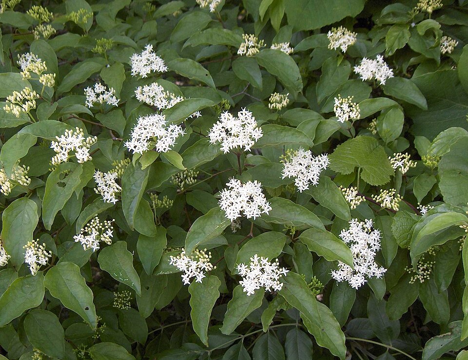 Cornus drummondii (roughleaf dogwood)