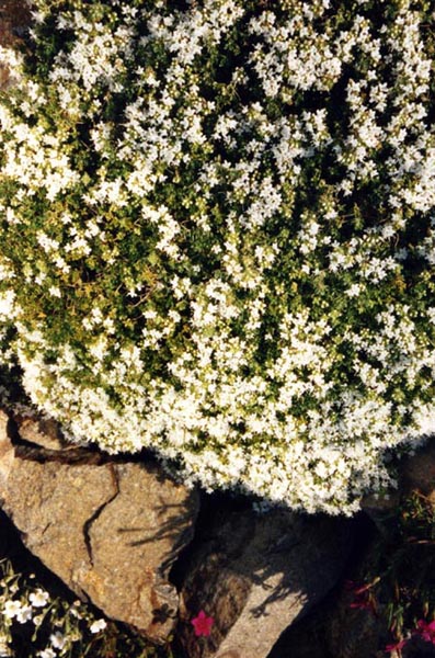 Thymus serpyllum 'Albus' (White Creeping Thyme) (alternate view 3)