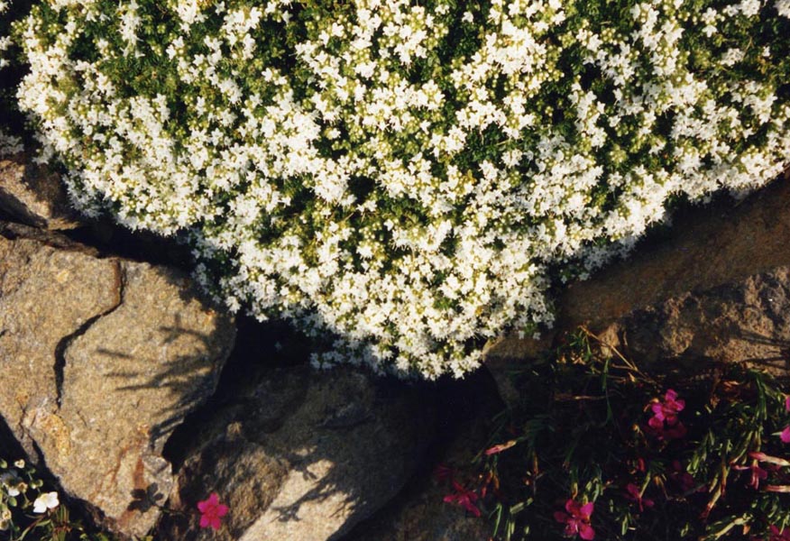 Thymus serpyllum 'Albus' (White Creeping Thyme) (alternate view 4)