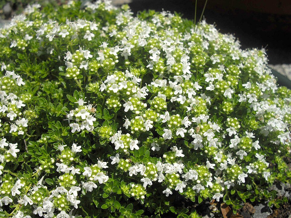 Thymus serpyllum 'Albus' (White Creeping Thyme) (alternate view 5)