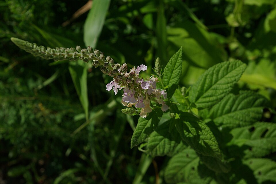 Teucrium canadense (American germander)